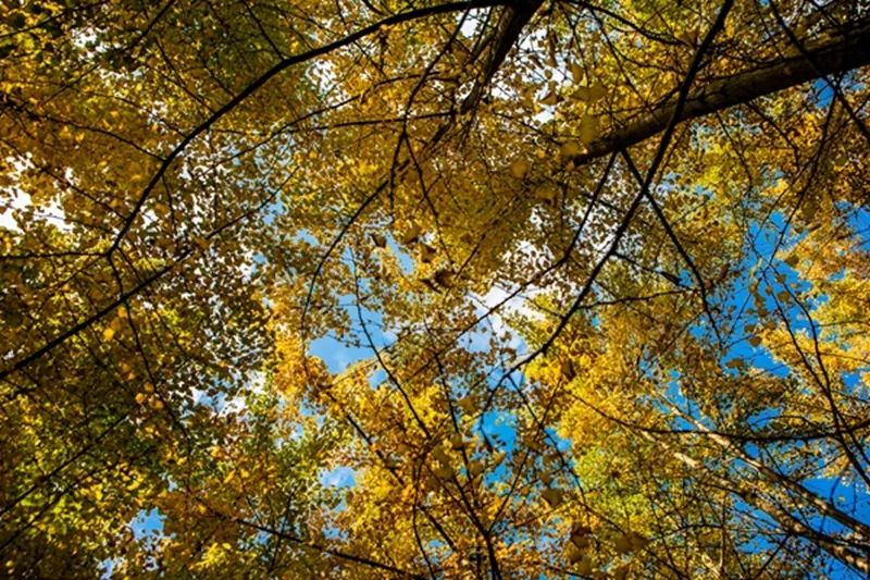 黄色警报响,黄色警报响起