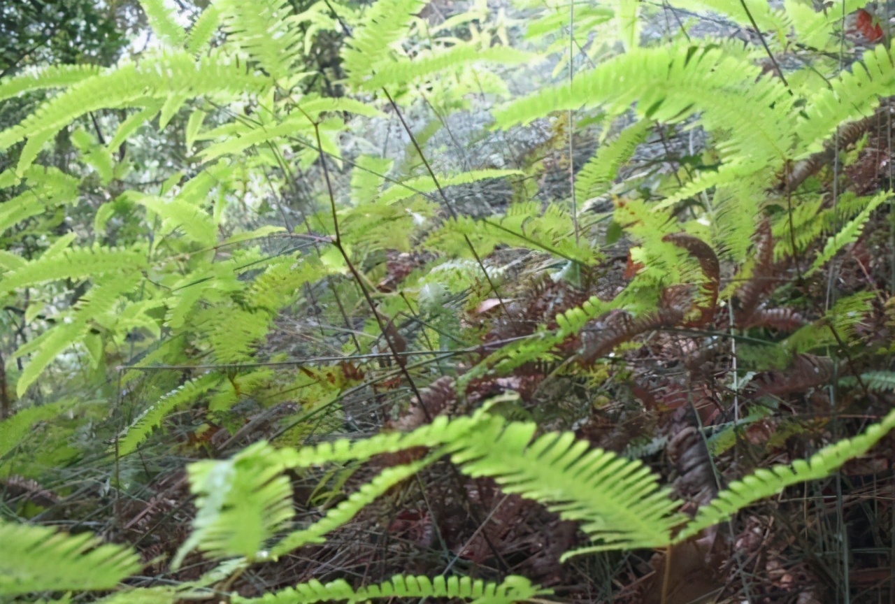 这草贼像“蜈蚣”，曾多到当柴烧，如今成了山珍