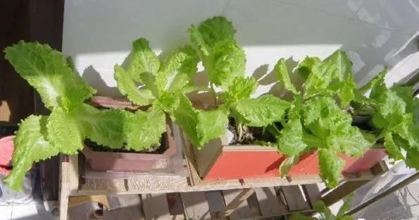 涓喍浜戝鐙爧,涓喍浜戠瓚鍒