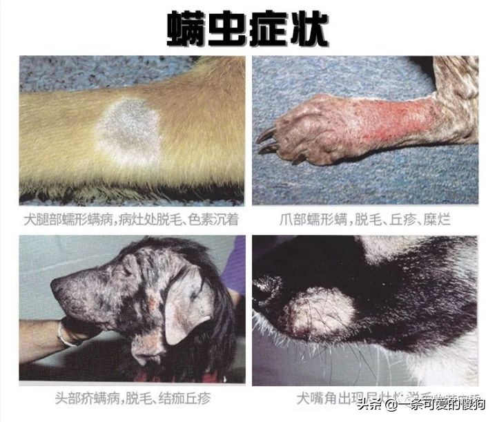 皮肤病狗狗的症状,皮肤病治疗狗狗