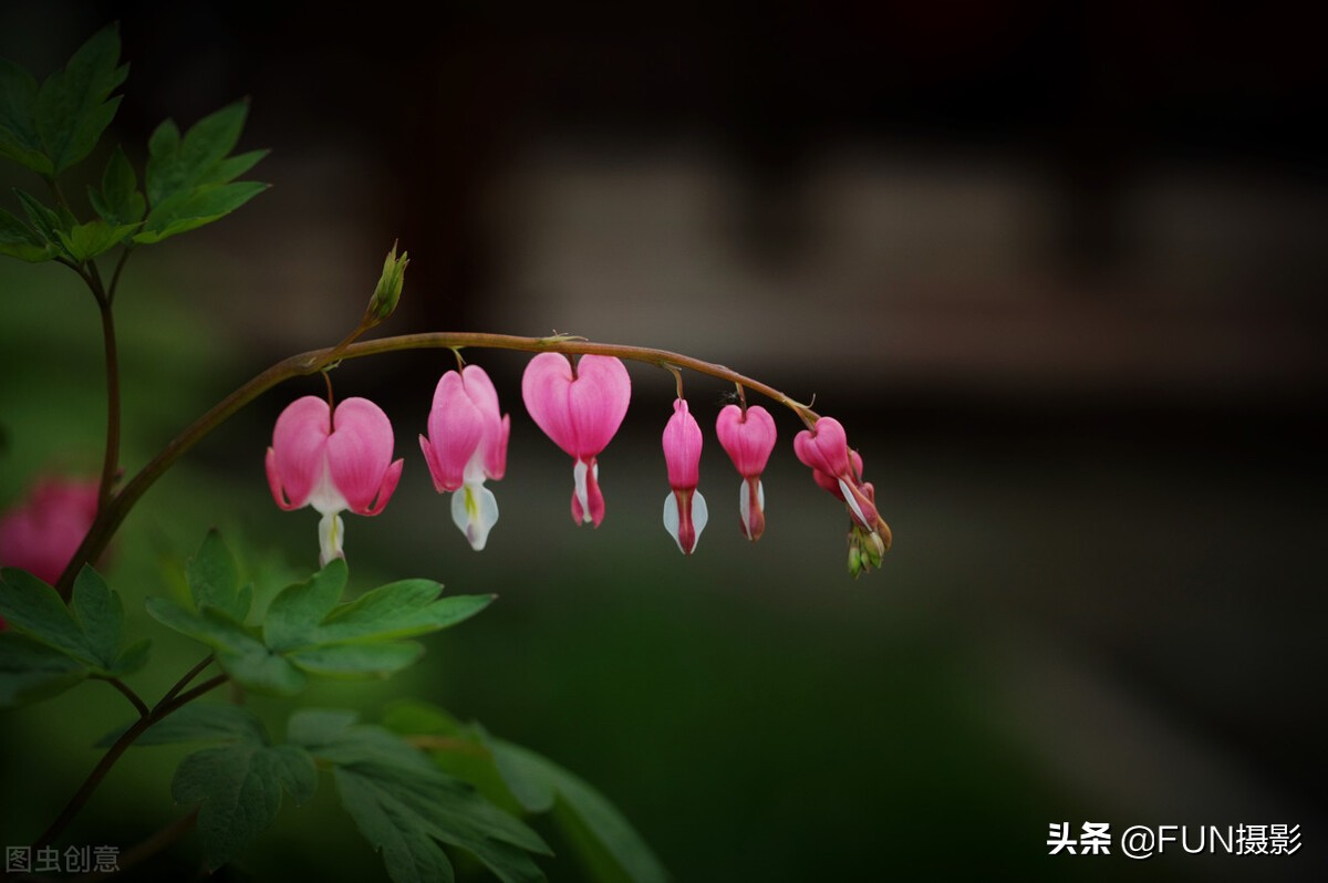 拍的照片太模糊看不清怎么办,对焦前模糊后清晰的照片怎么拍