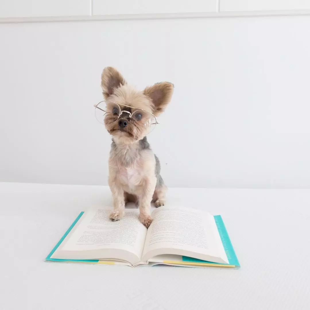 狗狗也会来姨妈嘛,狗狗来月经怎么办