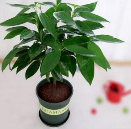 卫生间除异味适合养什么植物,卫生间有味养啥植物