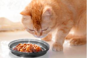 猫咪突然肚子变大怎么回事,猫咪忽然肚子大怎么回事