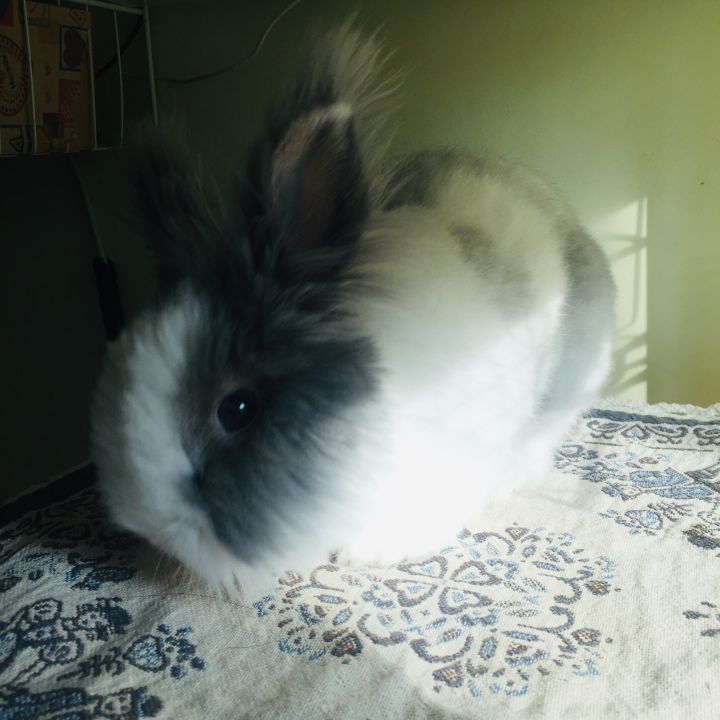 宠物知道主人爱它吗,你的宠物真的爱你吗