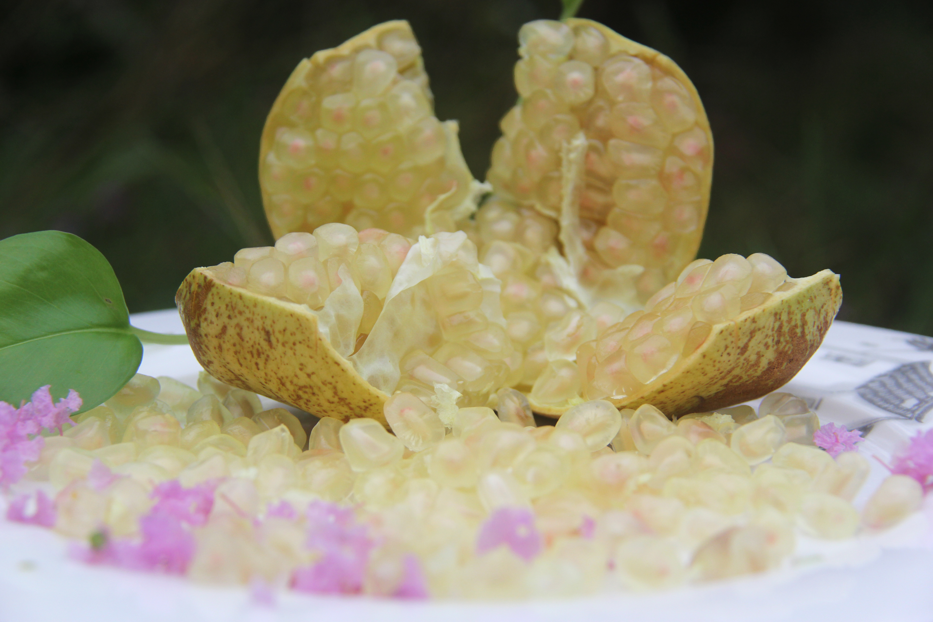 白花玉石籽石榴,玉石籽石榴