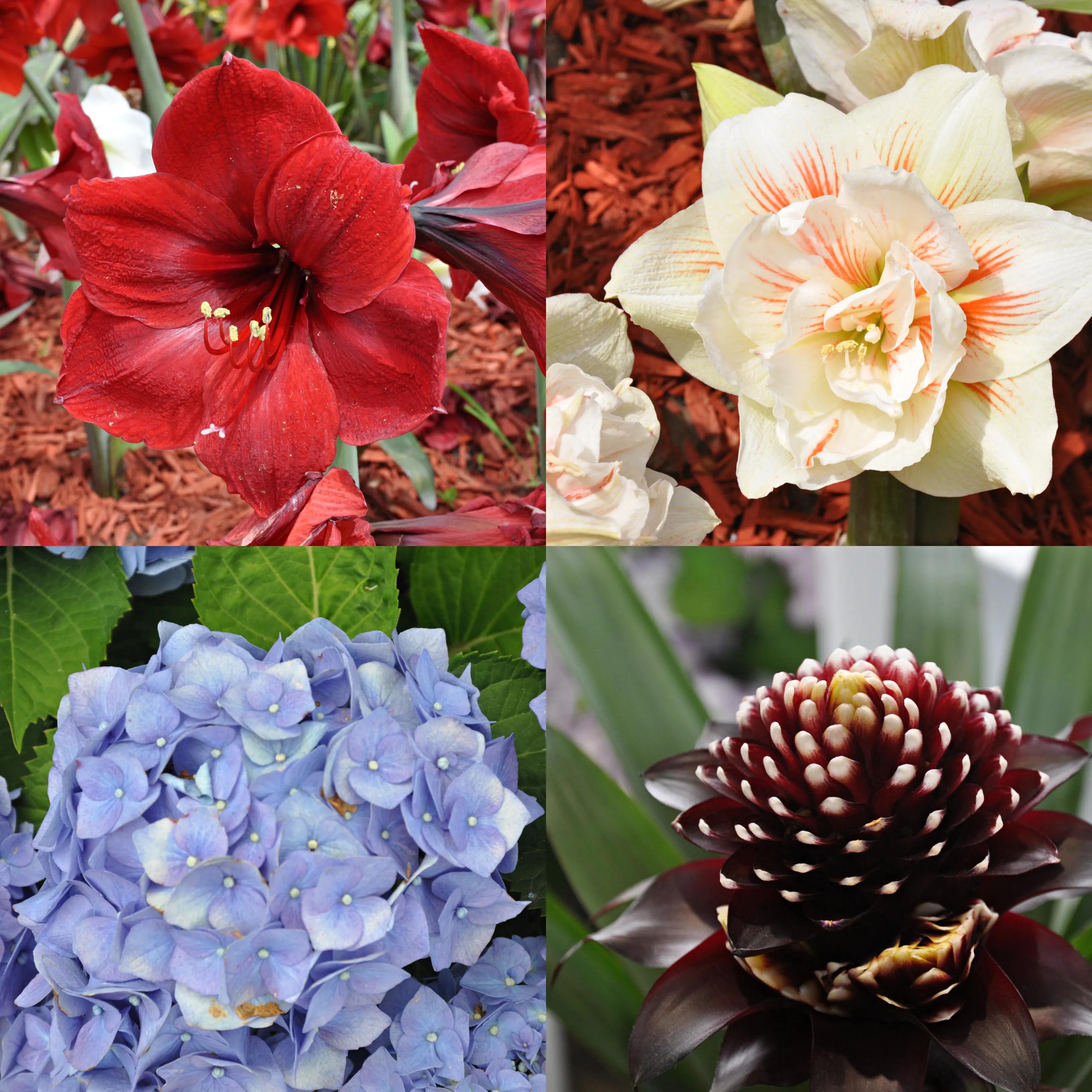 漳州东南花都花博会巡游,花博会花神巡游打卡