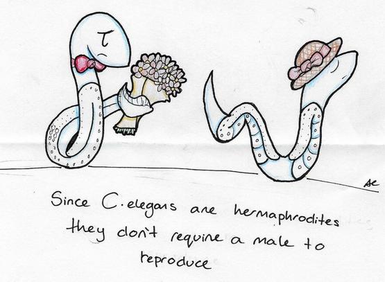 在女儿国,在女儿国男人会怎样