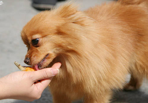 换狗粮导致狗狗呕吐怎么办,狗狗呕吐怎么回事如何解决