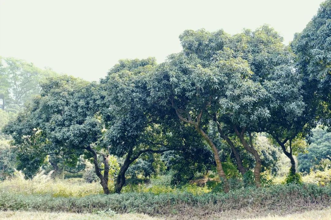 福永地方,这里是深圳宝安