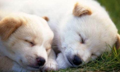 狗狗心理疾病有哪些,狗狗常见的疾病有哪些