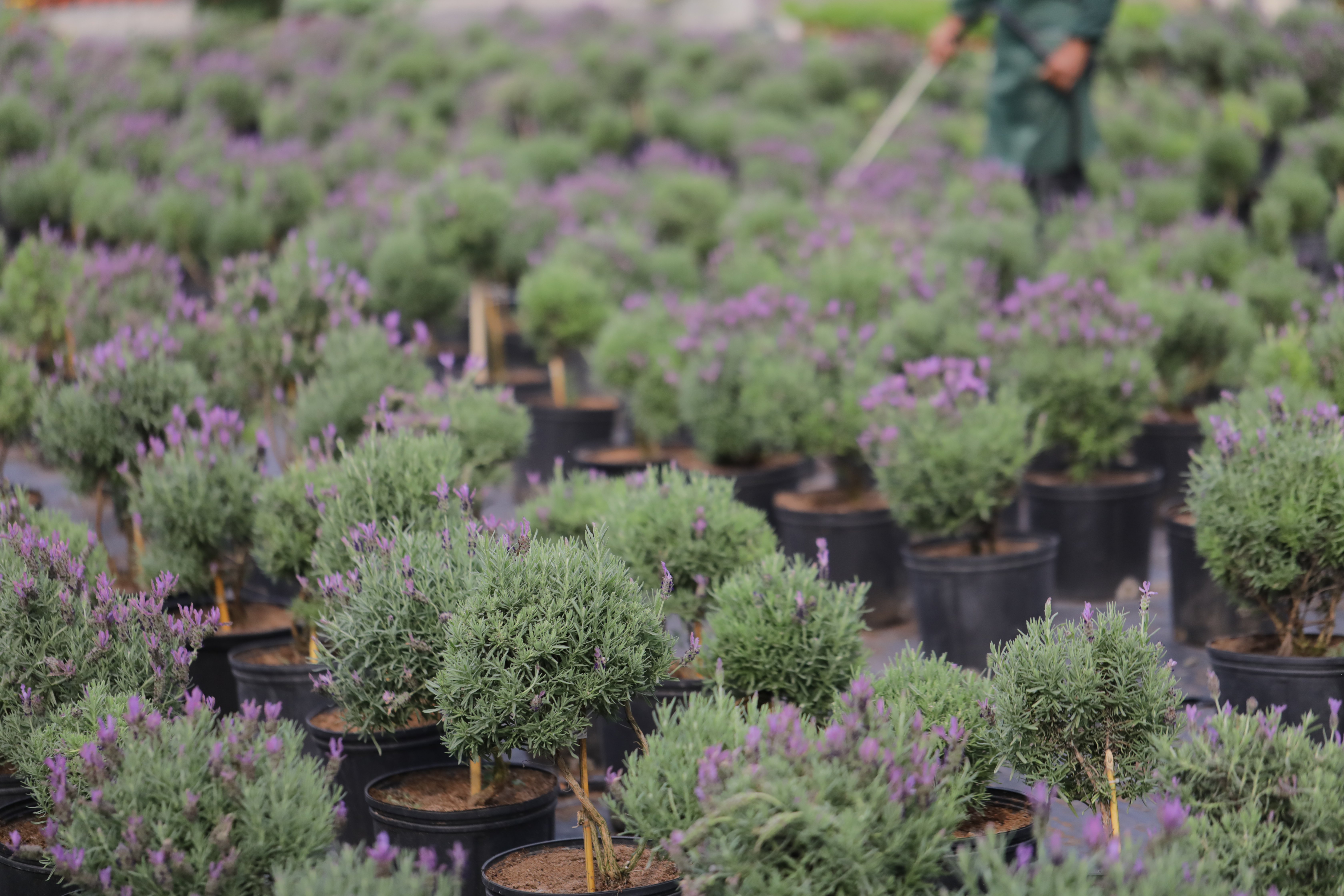 薰衣草的品种大全,最好的薰衣草品种有哪些