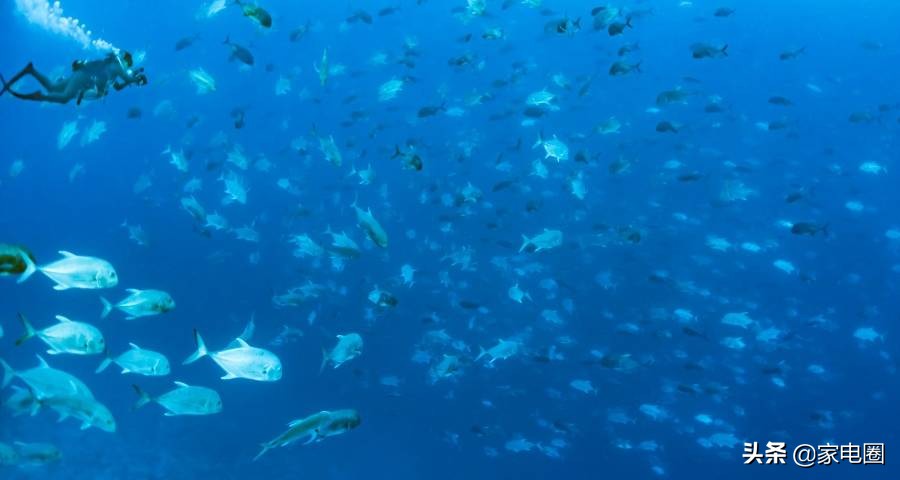 加盟苏宁易购实体店前景,京东苏宁天猫家电加盟哪个好