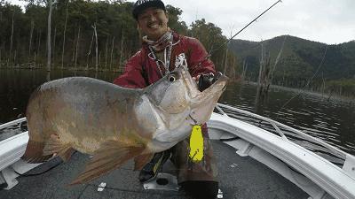 买最贵的观赏鱼是为了什么,为什么有人愿意花一百万