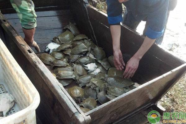 福寿螺养甲鱼视频,福寿螺甲鱼混养养殖可以吗