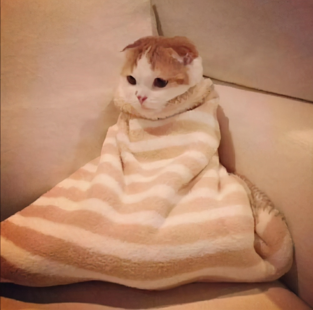 怎样训练猫咪去猫窝睡觉,猫咪往被子里钻