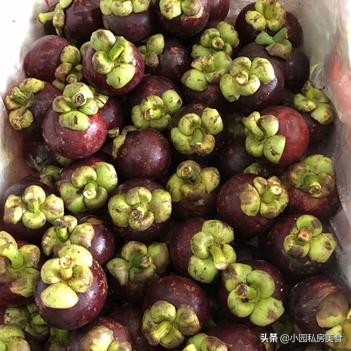 新鲜山竹水果怎么挑,现采摘新鲜山竹怎么挑选