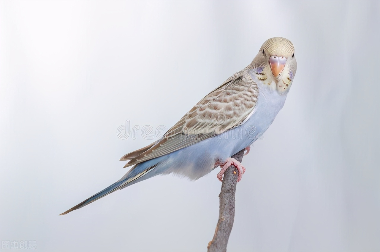 虎皮鹦鹉养殖技巧和注意事项,养殖虎皮鹦鹉赚钱吗