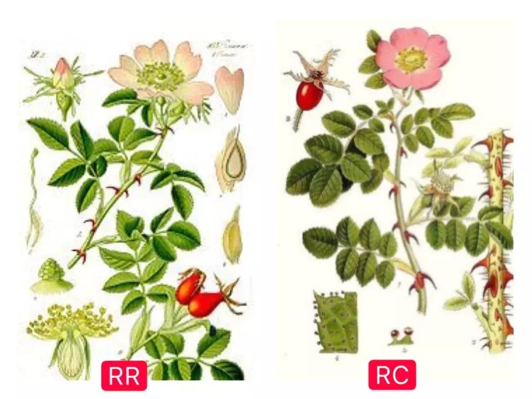 玫瑰果油护肤油好用吗,玫瑰果油效果怎么样