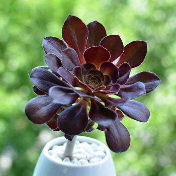 十种黑色花,10种罕见的黑色花朵你见过哪一种