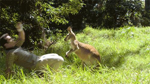 袋鼠和人打架视频,袋鼠为什么喜欢和狗狗打架