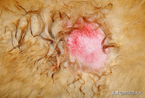 狗狗掉毛皮肤红怎么治愈,狗狗皮炎掉毛怎么办