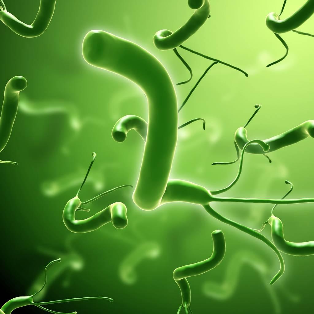 念珠菌包皮炎怎么做实验室检查,怎么诊断念珠菌和真菌感染的区别