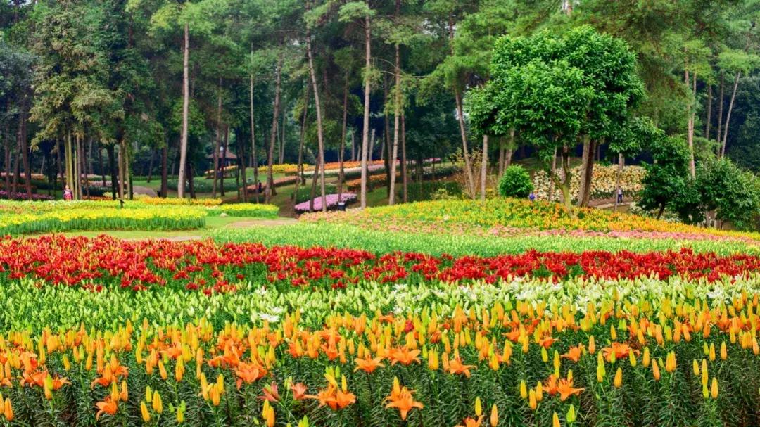 石象湖景区团购,石象湖景区门票特价