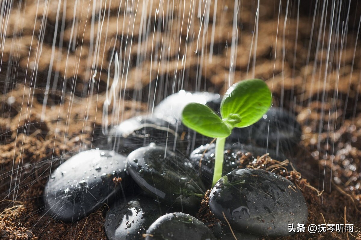 博观而约取厚积而薄发意思及道理,博观而约取厚积而薄发上一句