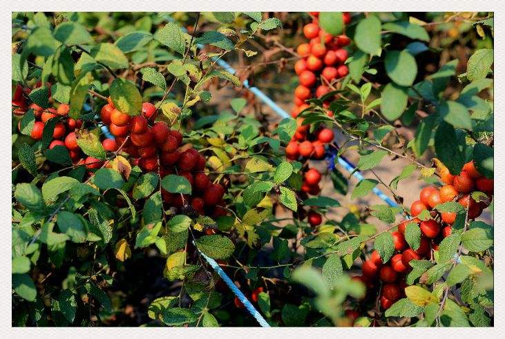 农村高钙果学名,四川野生高钙果