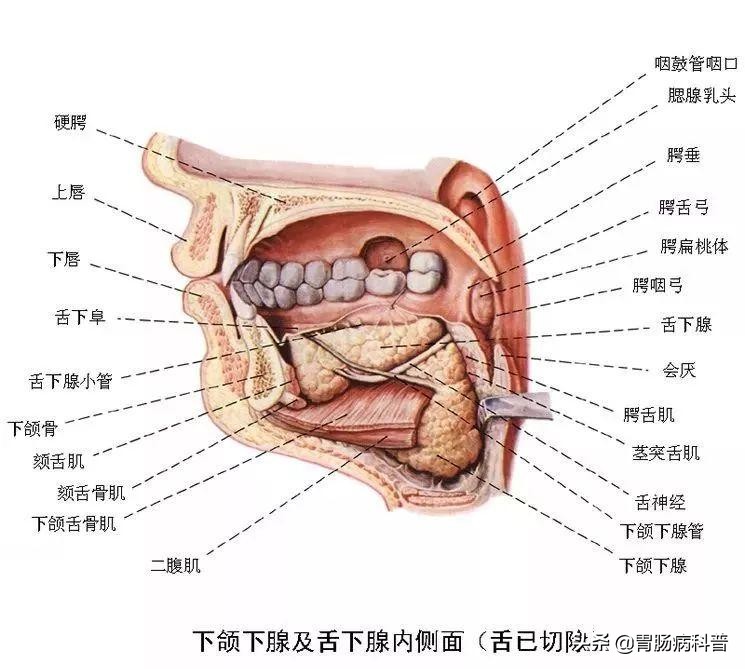护考消化系统解剖图谱详解,消化系统解剖生理教学