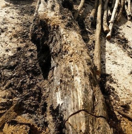 老宅挖出6米金丝楠乌木,四川老农盖房挖出金丝楠