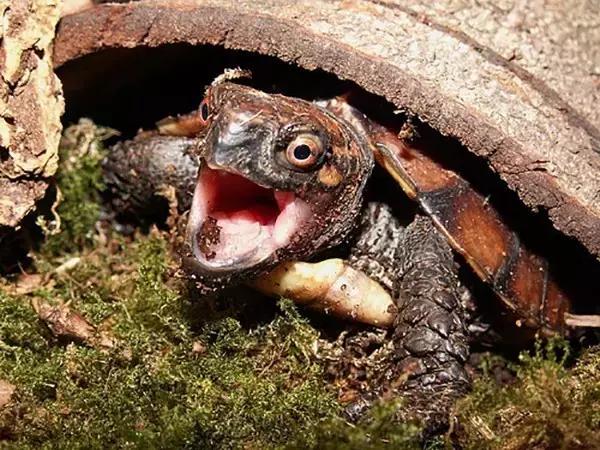 有一种龟为什么叫锯缘龟,锯缘龟八角灵龟