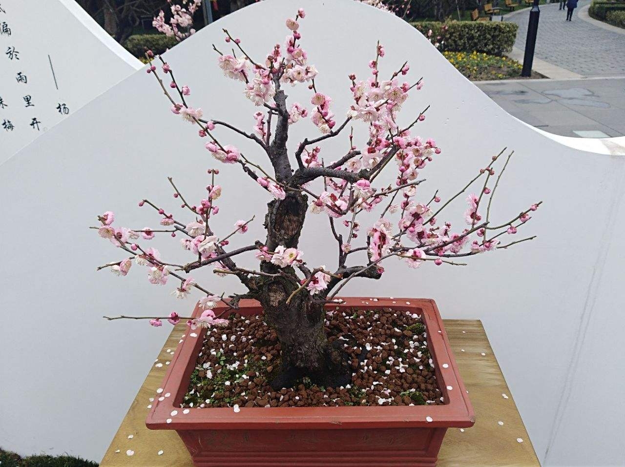 红梅多肉冬天最低多少度适合养,红梅冬天在院子里能过冬吗