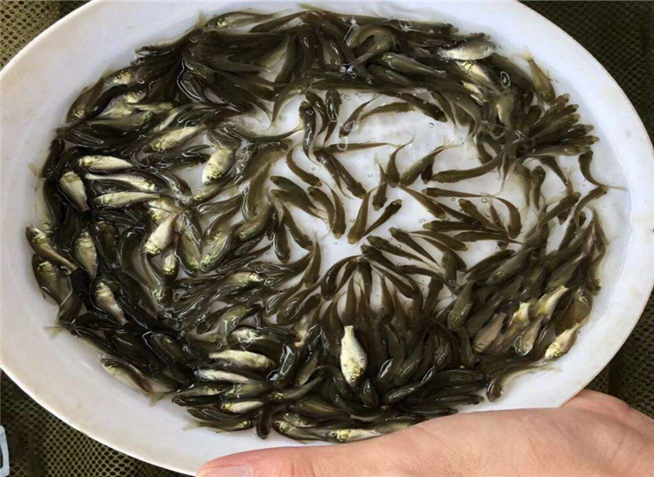 白鲳养殖技术要求标准最新,白鲳养殖技术