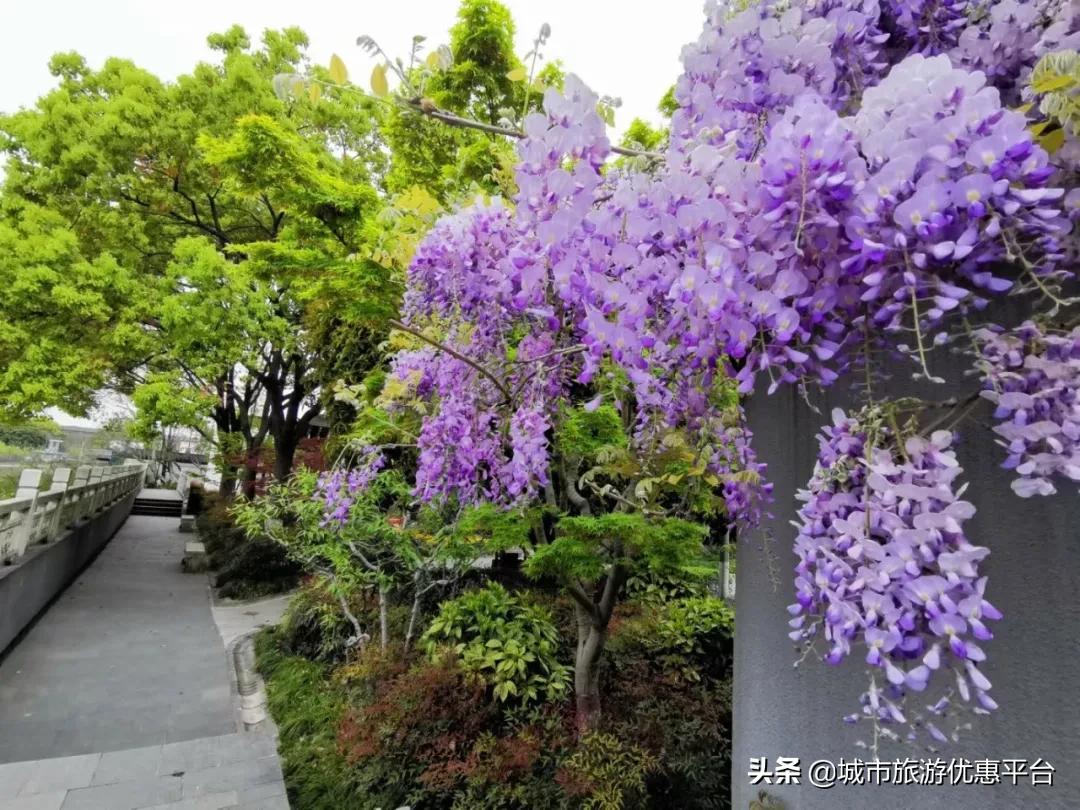 紫藤挂云木花蔓宜阳春下一句,紫藤挂云木花蔓宜阳春整首诗