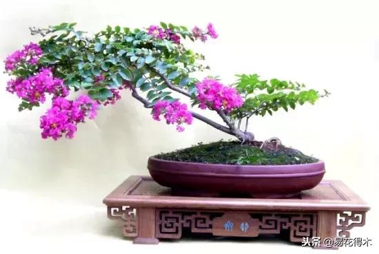 盆栽植物落叶是怎么回事,盆栽植物出现黄叶怎么处理