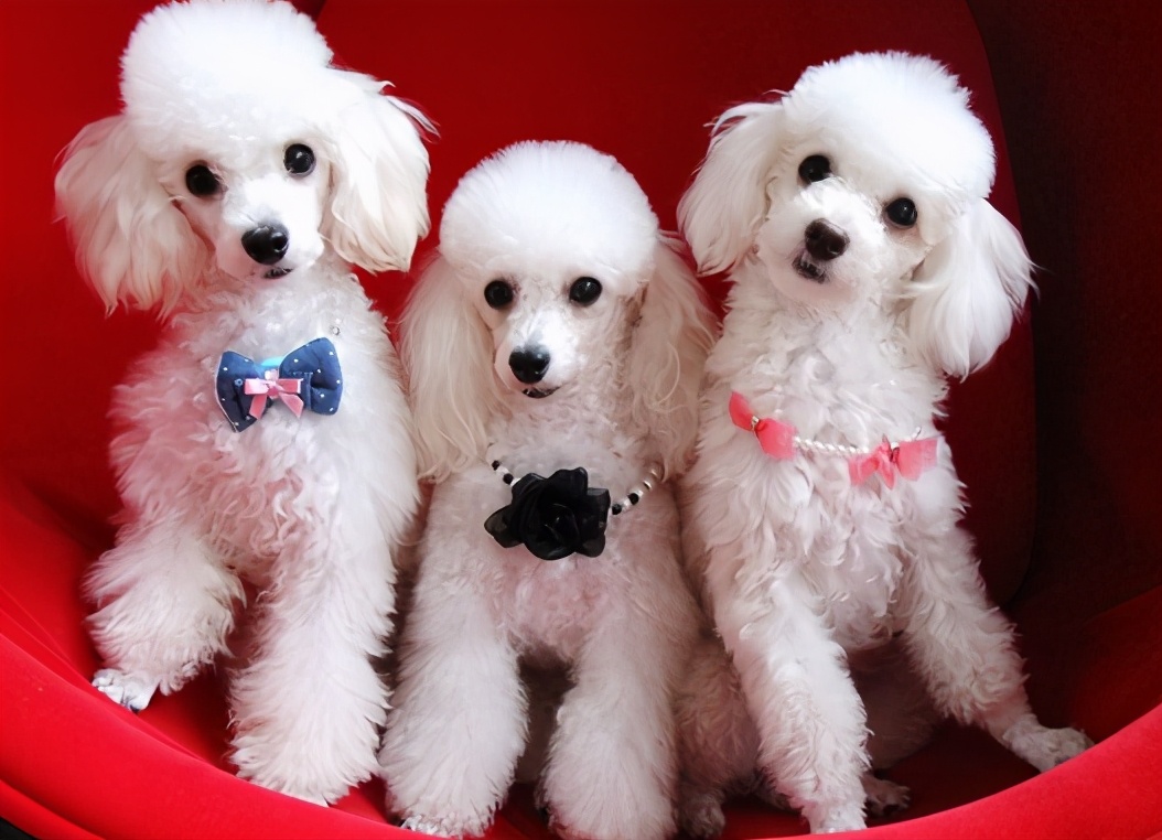 贵宾犬性格,贵宾犬咬人吗性格温和吗