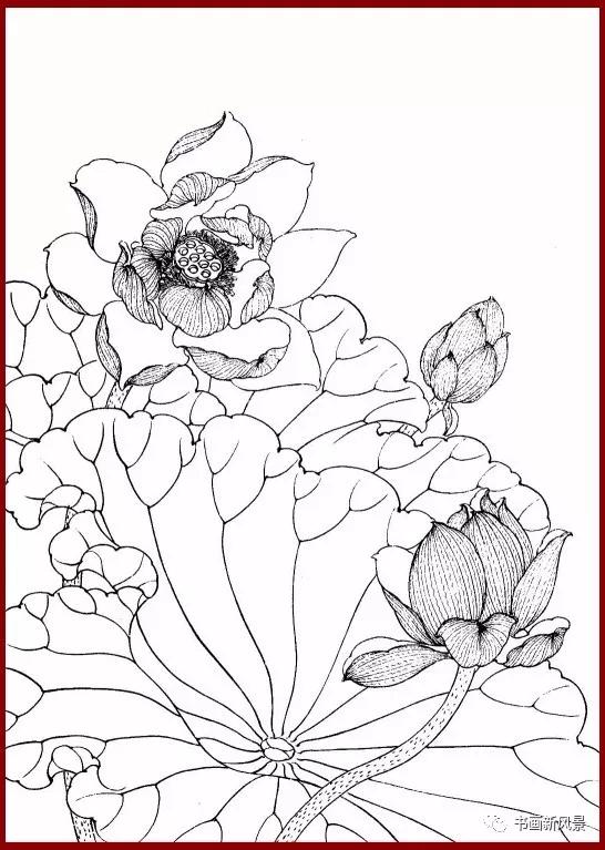 工笔白描简单荷花视频教程,工笔荷花的各种形态白描稿