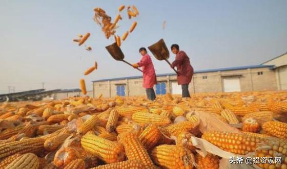 玉米掉价了为什么国家还进口玉米,为什么玉米进口不降