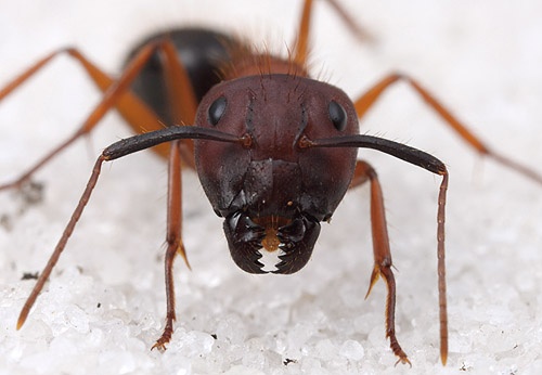 寄生丧尸虫,丧尸寄生虫寄生人类的过程