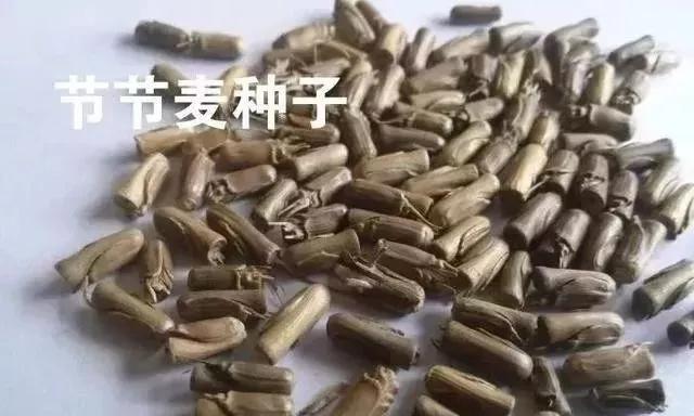 节节麦野燕麦雀麦图片,节节麦雀麦野燕麦除草剂