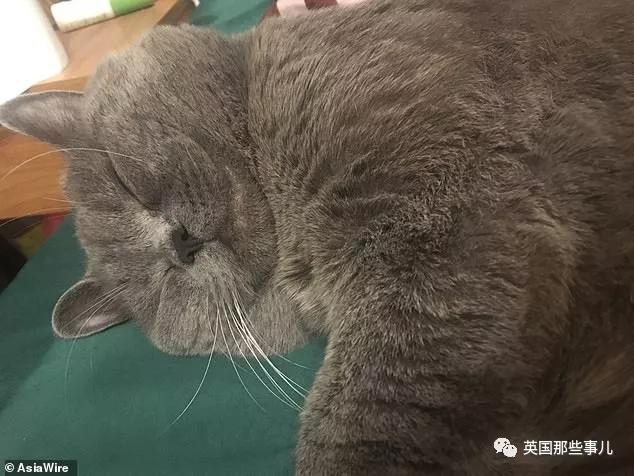 一晚啪了5只喵，累到在医院打点滴，这中国喵把英国人看傻了