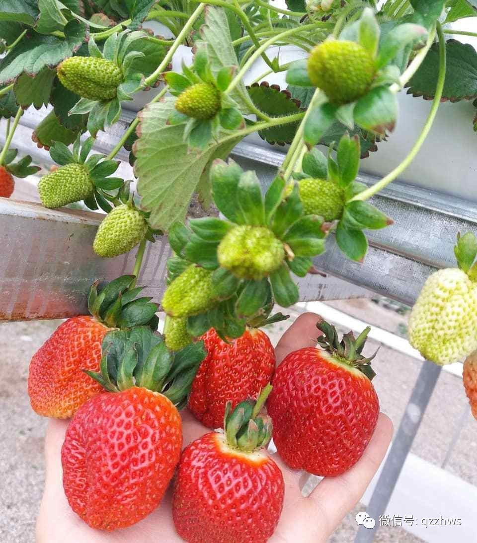 新型草莓立体温室大棚大全,温室大棚立体种植草莓