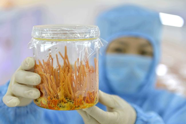 富硒蛹虫草和虫草蛹有什么区别,冬虫夏草与蛹虫草和虫草区别