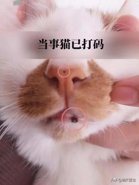 猫咪舔鼻子代表着什么,猫咪舔鼻子是什么原因