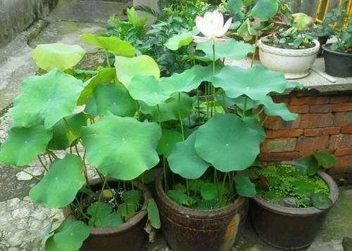 大缸种藕芽视频教程,家庭水缸种藕的方法视频