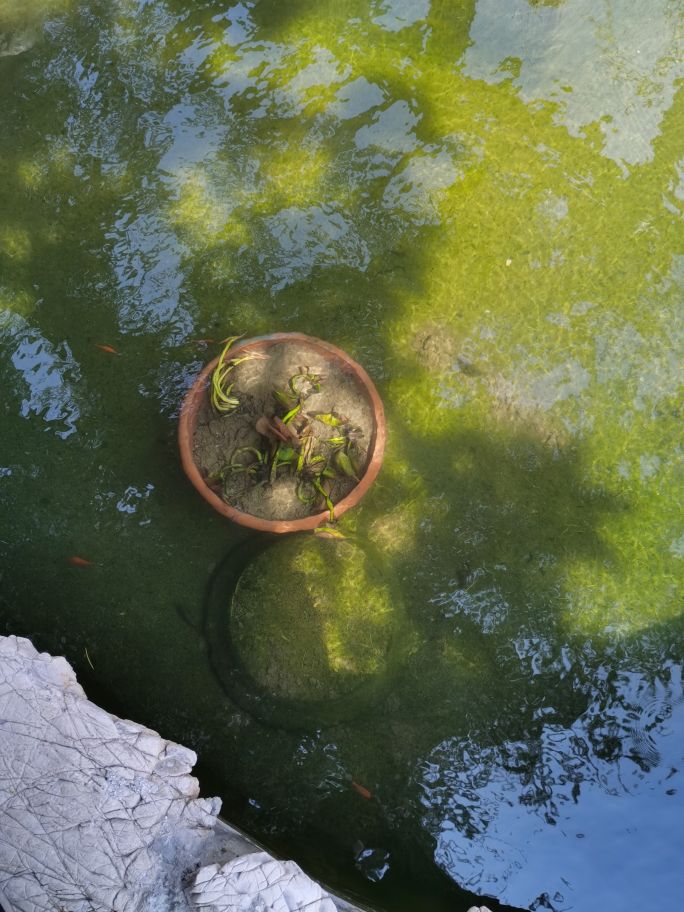 紫清山房琐记(135)栽种睡莲