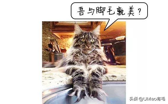 脚毛太长要刮掉吗,脚毛太长了能不能刮