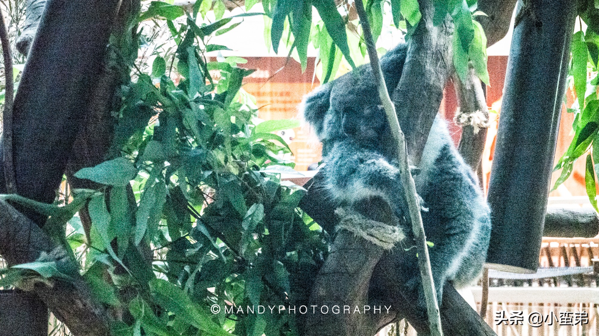 香港巡礼|是谁！敢拿水枪给20岁的海贼王庆生？